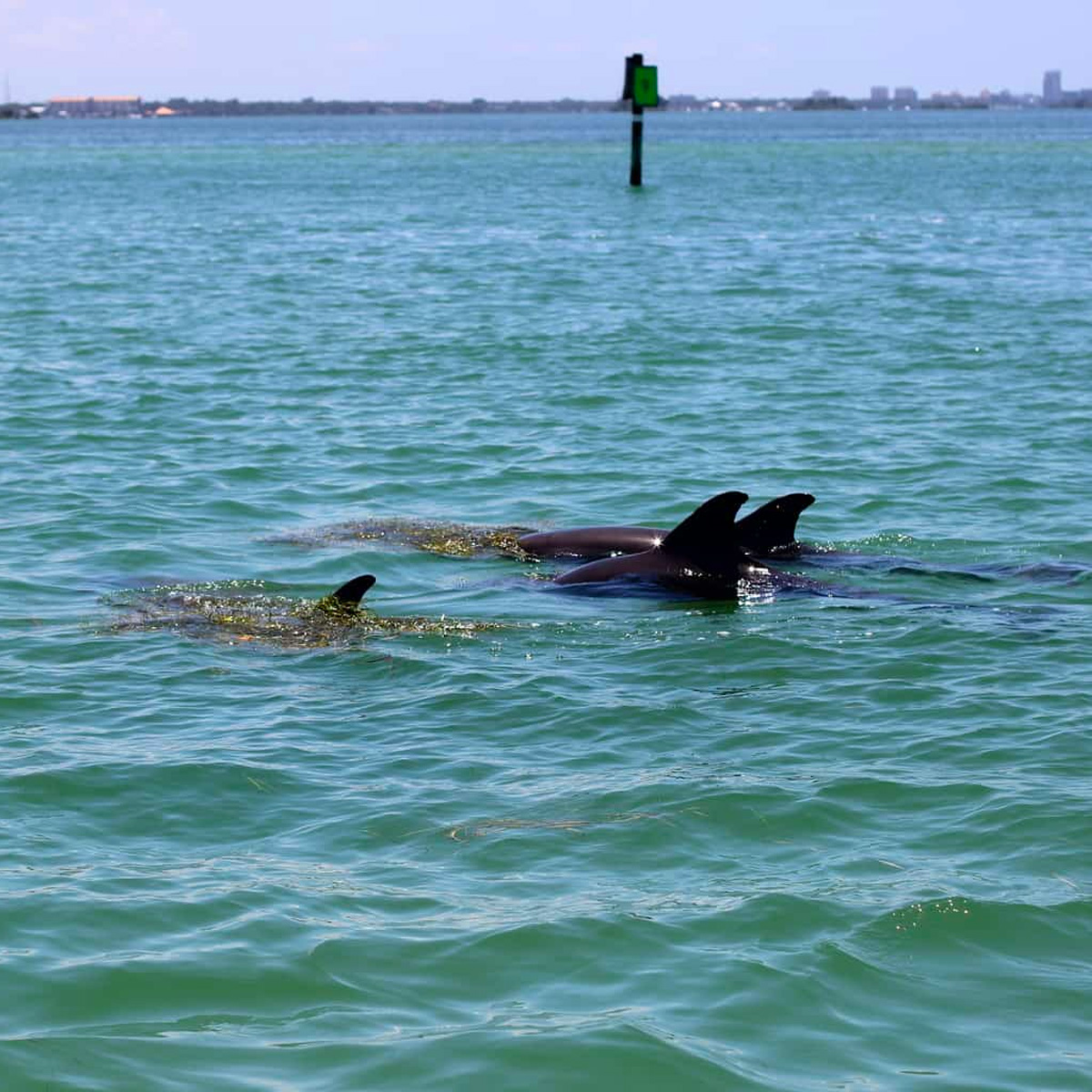 Honeymoon Island - Image 4